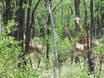 Giraffe Family